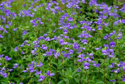 Close-up of purple flowering plants in park