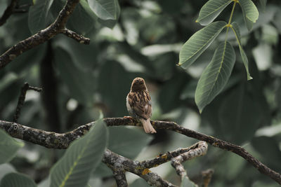 Bird perching on a branch