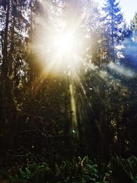 Sun shining through trees in forest