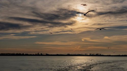 Seagulls flying over sea against sky during sunset