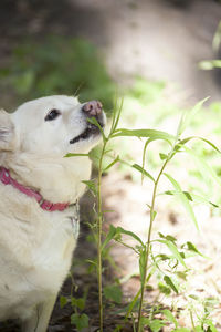 White dog chewing green plants