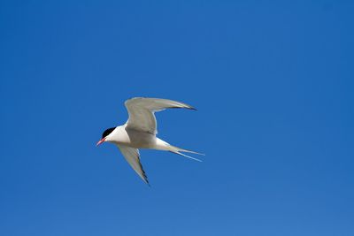 An arctic tern soars in a clear, blue arctic sky