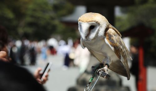 Close-up of owl