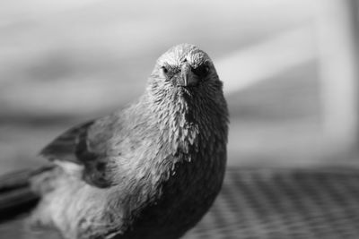 Close-up portrait of owl