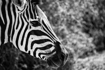 Close-up portrait of zebra