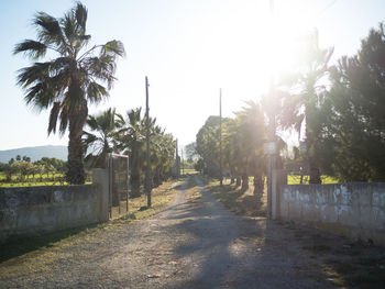 Road amidst trees against clear sky