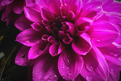 Close-up of pink flower