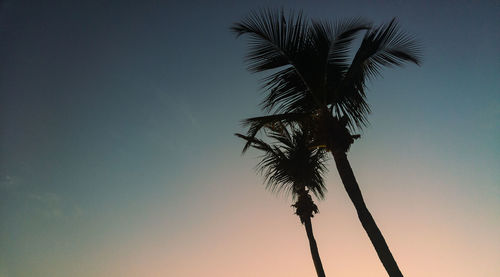 Low angle view of palm trees against clear sky