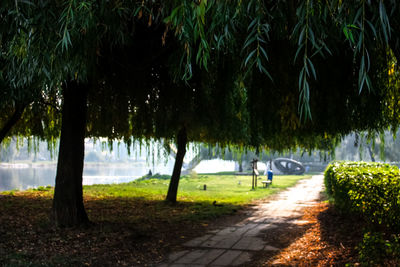 Road passing through forest