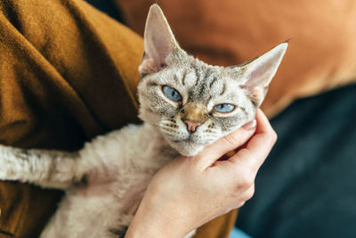 Close-up portrait of a hand holding cat