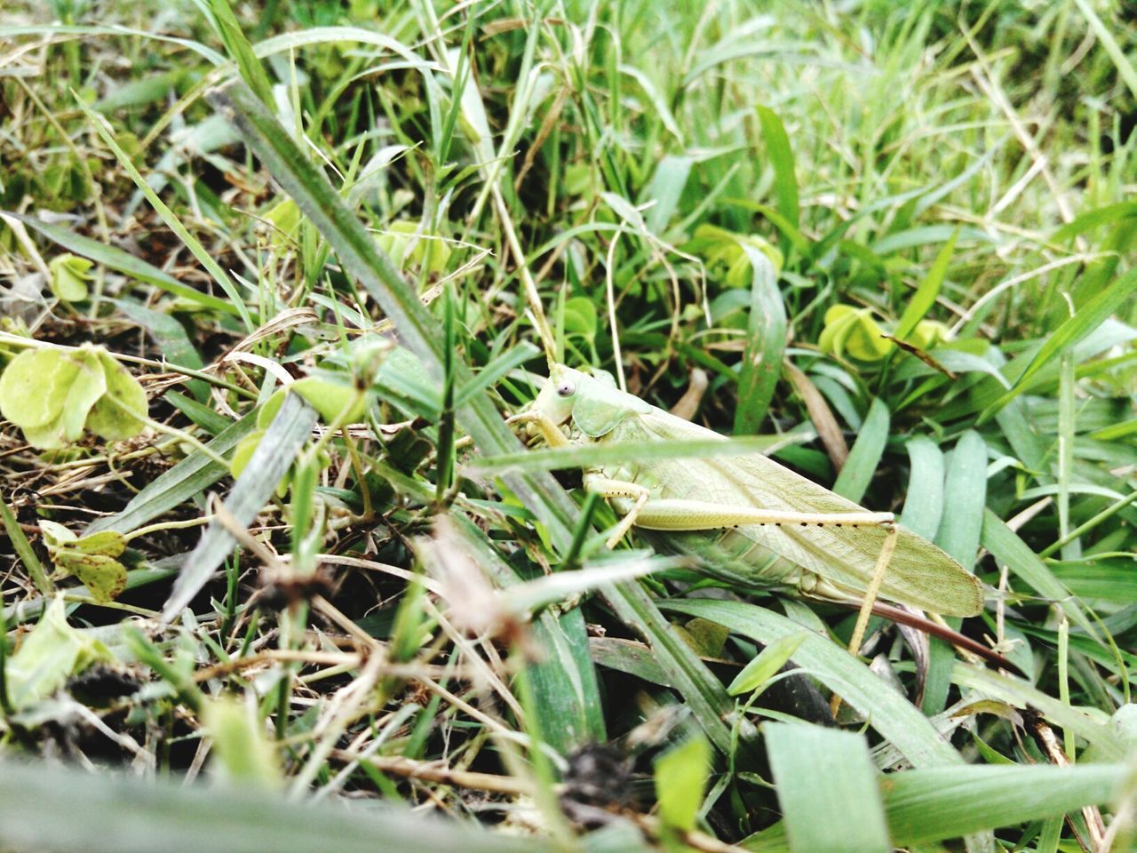 green color, growth, grass, plant, leaf, field, nature, close-up, beauty in nature, grassy, high angle view, green, growing, selective focus, outdoors, day, freshness, no people, tranquility, blade of grass