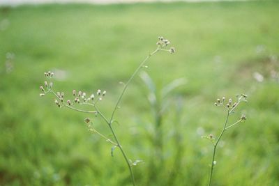 Buds growing on field