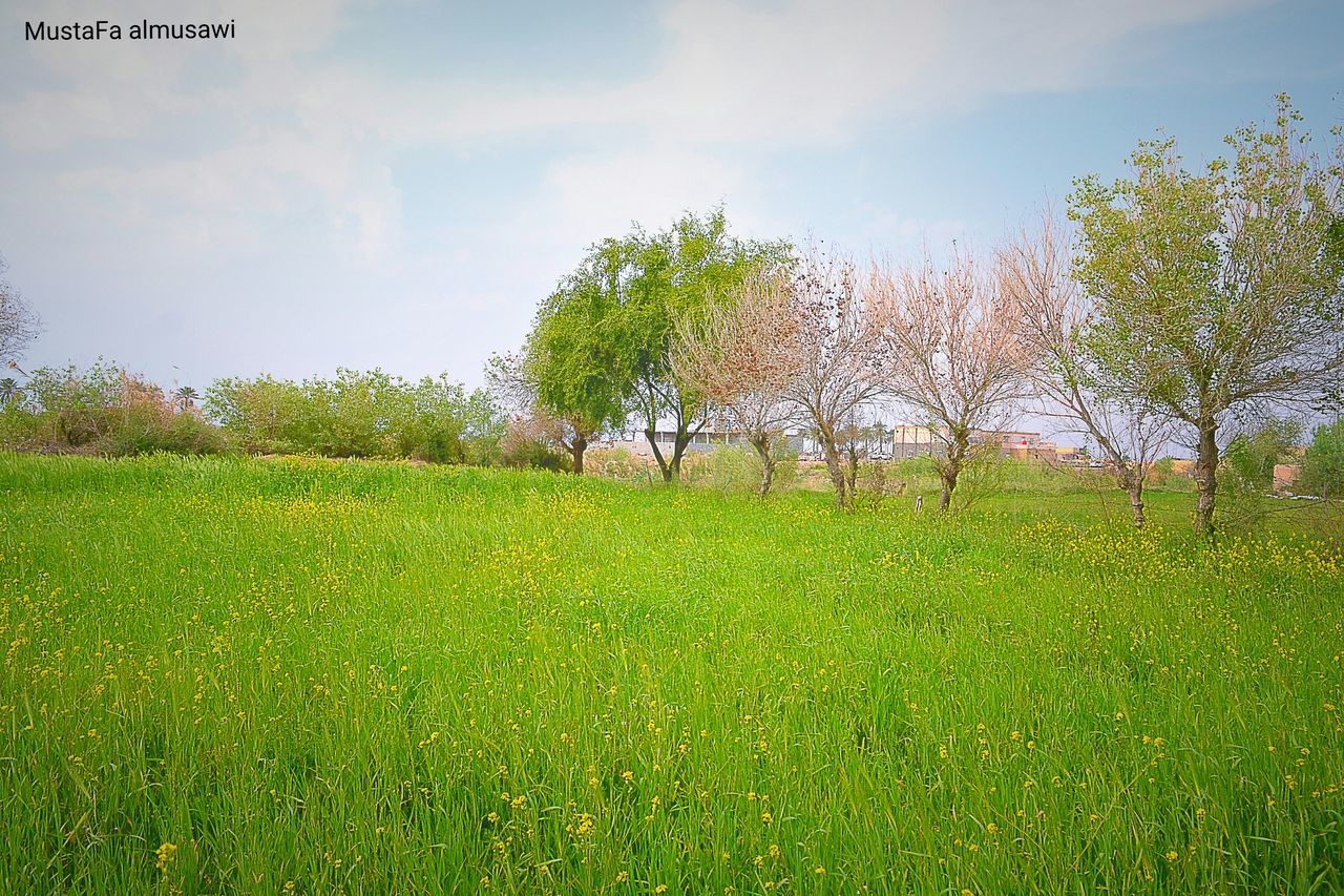 grass, field, sky, growth, green color, tree, tranquility, tranquil scene, grassy, landscape, nature, beauty in nature, scenics, plant, rural scene, cloud - sky, agriculture, green, day, cloud