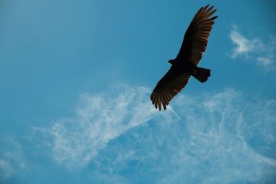 Low angle view of bird flying in sky