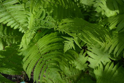 Close-up of fern leaves