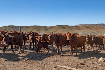 Horses grazing in a row