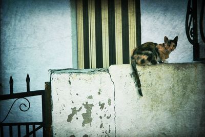 Cat resting on floor