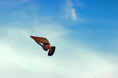 Low angle view of eagle flying in sky