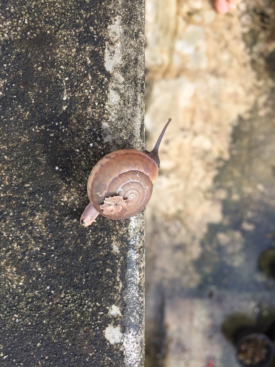 CLOSE-UP OF SNAIL ON GROUND