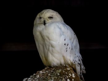 Close-up of eagle perching on black background