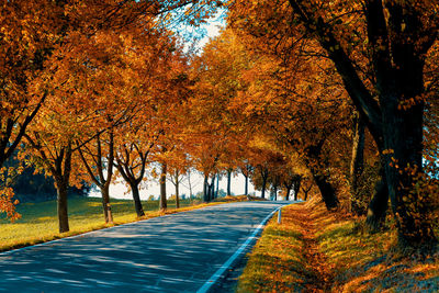 Trees in park during autumn