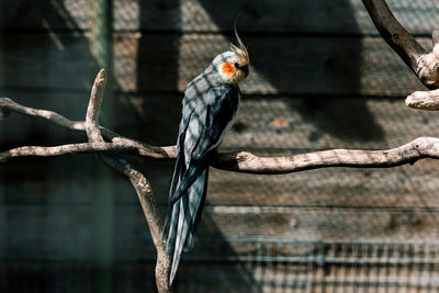 Close-up of bird perching on branch in zoo