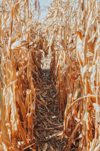 Narrow path in corn maze labyrinth at farm. autumn fall harvest.