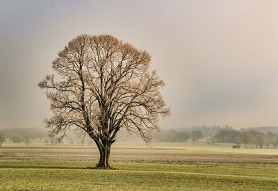 Bare tree on field against sky