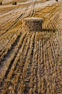 Scenic view of agricultural field