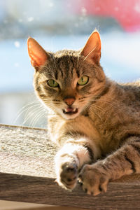 Close-up portrait of a cat