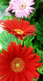Close-up of red flower