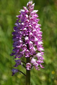 Close-up of purple flowering plant