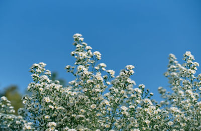 Low angle view of white flowering tree against blue sky