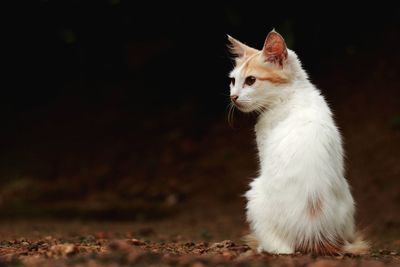 Close-up of ginger cat sitting outdoors