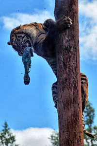 Low angle view of horse by tree against sky