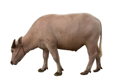 Side view of horse against white background