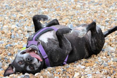 Close-up of dog on beach