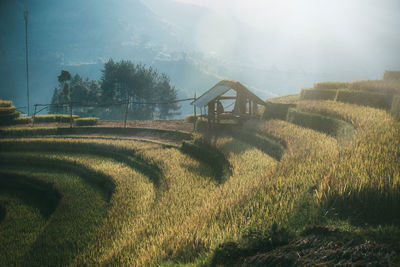 Scenic view of agricultural field against sky