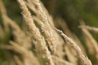 Close-up of stalks against blurred background