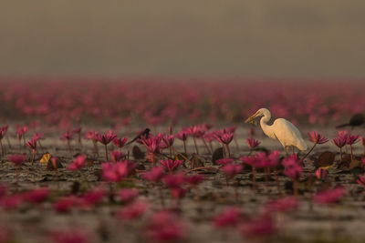 Great egret perching amidst pink lotus water lilies in lake