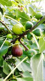 Close-up of fruits growing on tree