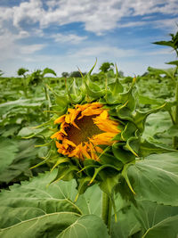 Close-up of sunflower on plant
