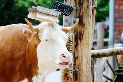 Cow by grooming equipment on wooden pole at farm