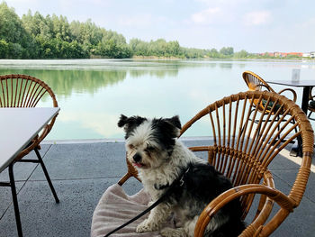 View of dog on the lake