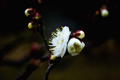 Close-up of white flowers