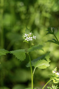 Close-up of flowering plant leaves on land