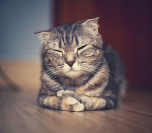 Portrait of cat sitting on hardwood floor