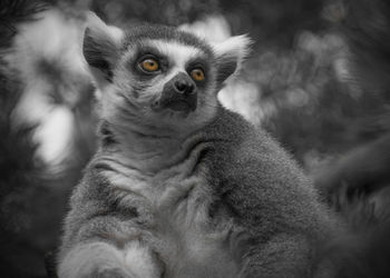 Close-up of lemur looking away