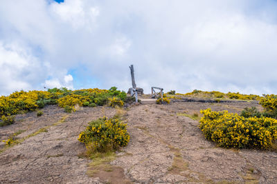 Plants growing on land against sky