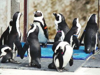 High angle view of penguins on footpath